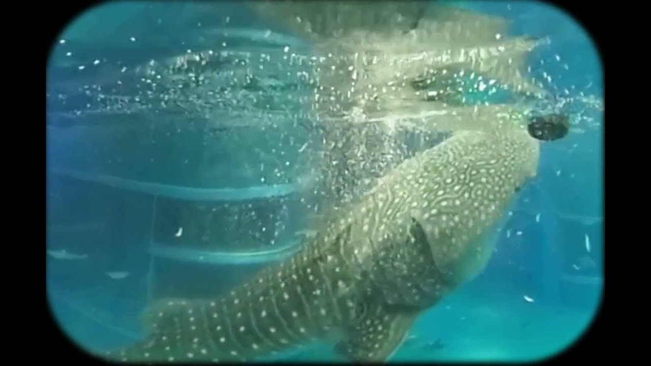 飼育員のこだわりが詰まった「ぬいぐるみエラ付ジンベエザメ」が完成