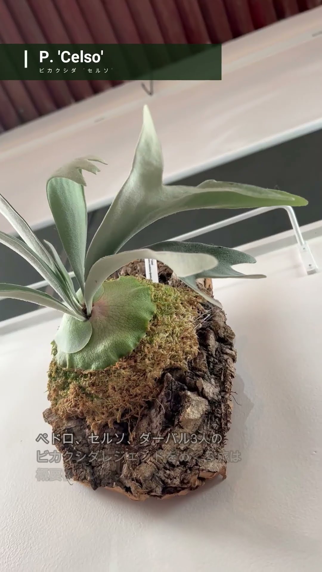 ビカクシダ #セルソ #platycerium #celso 【ビカクシダ品種紹介30