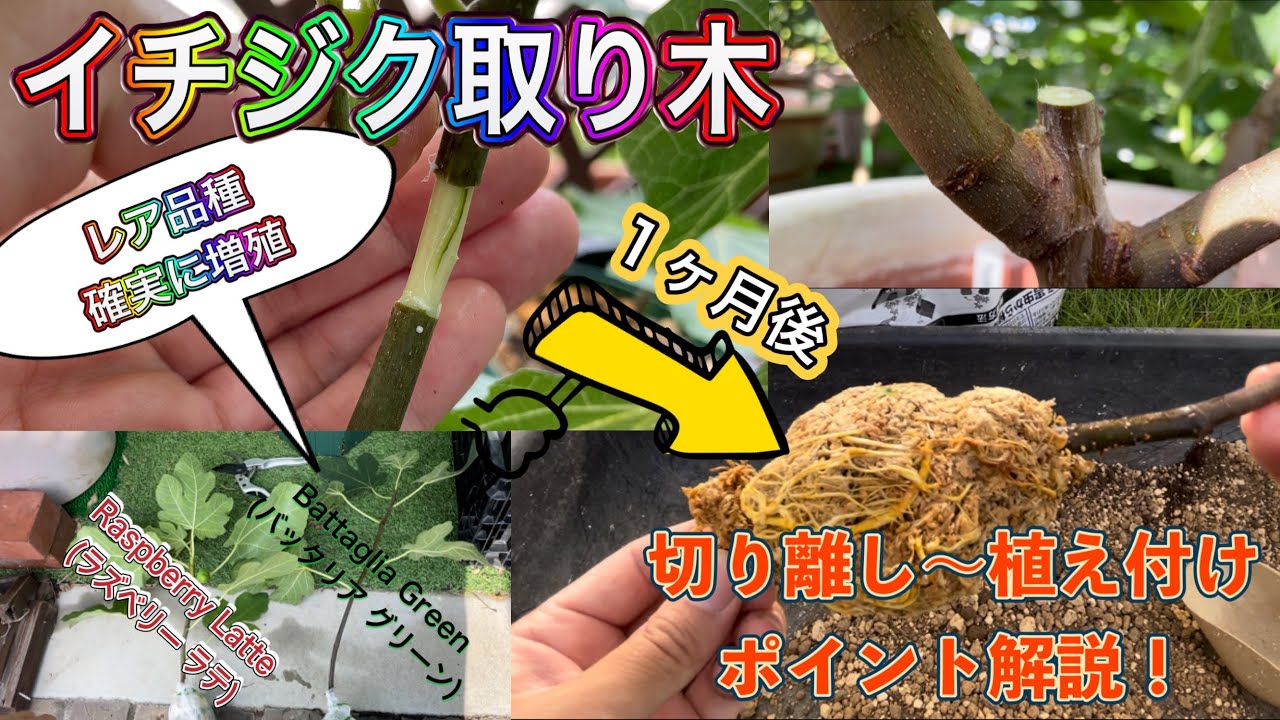 イチジクの増やし方】挿し木や接木よりも確実？取り木のポイント解説し