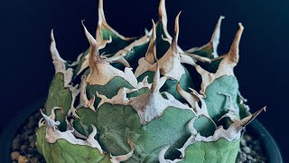 アガベ・チタノタ白鯨（ボールタイプ）中-061｜agave titanota white wh