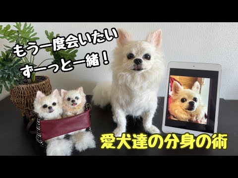 わたわたペットwatawatapets - YouTube