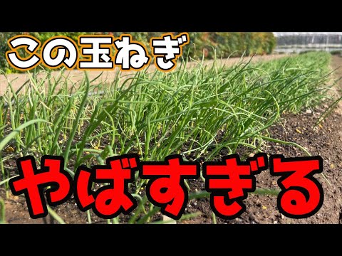 I'll tell you why this onion is so amazing. - YouTube