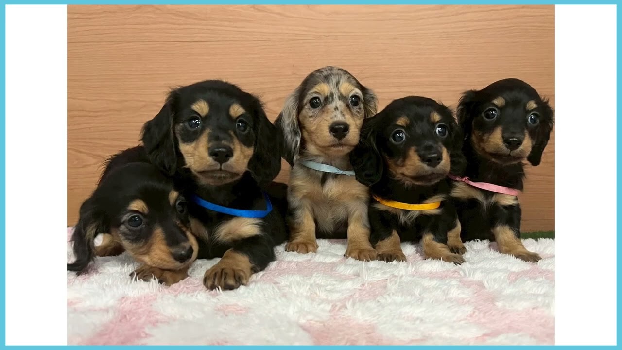 748349 M・ダックスフンド - YouTube