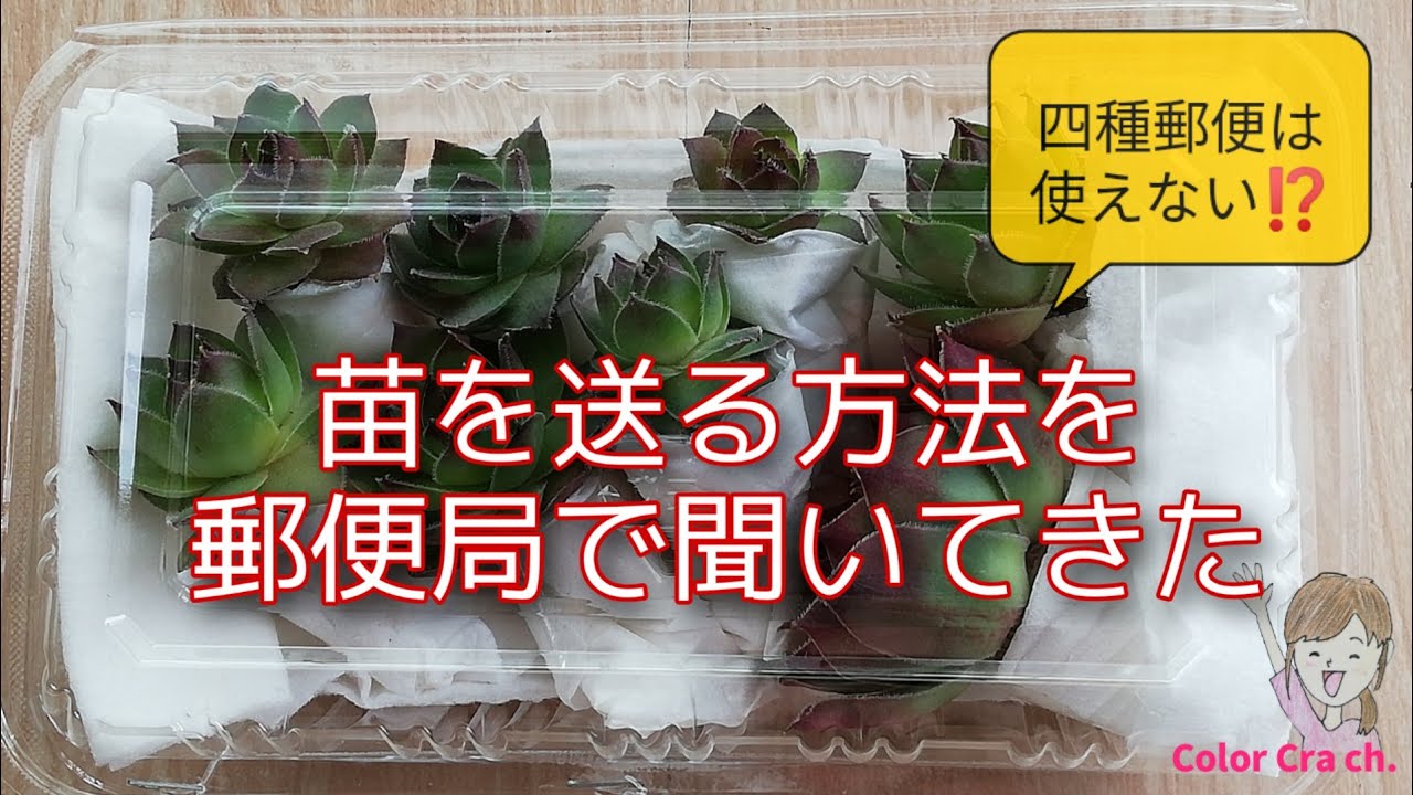 多肉植物】増えた苗を友達に送りたい！どこの郵便局でも配達できる方法