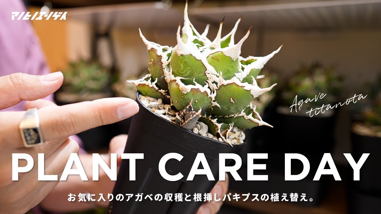 Harvesting promising agave seedlings and root cuttings | Repotting