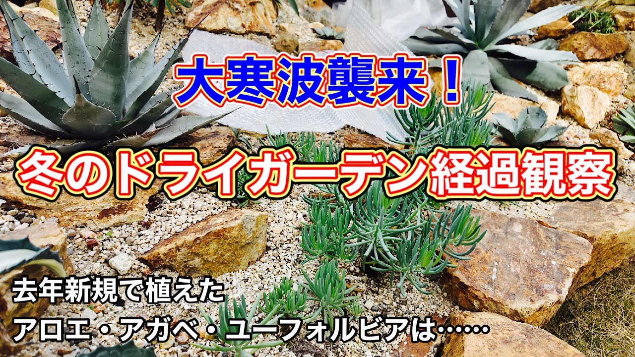 Dry Garden Progress Observation] Are the first plants to survive