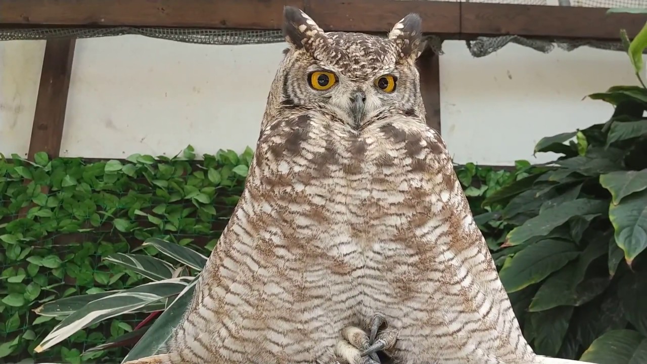 掛川花鳥園公式】アフリカワシミミズク「いずも」が溶けてる - YouTube