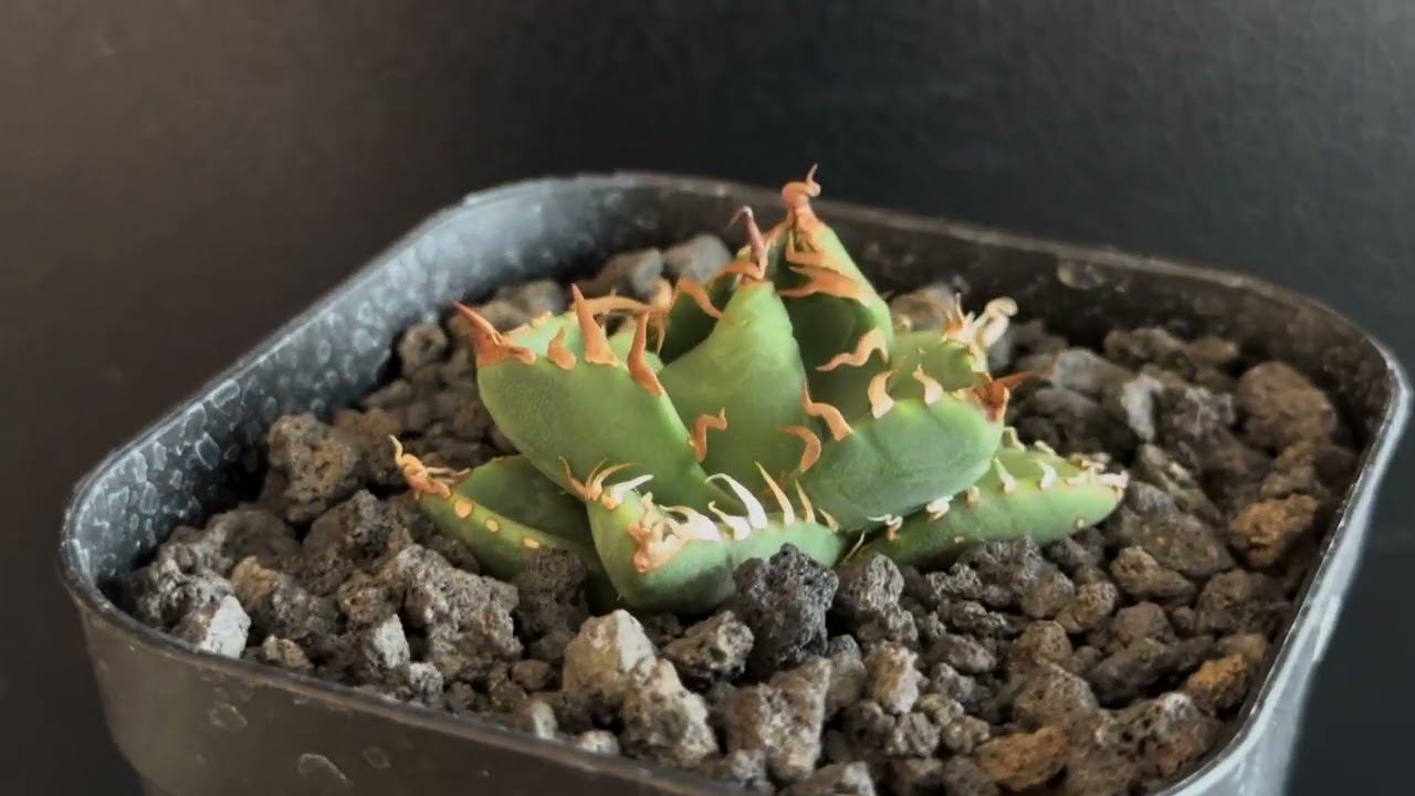 アガベ・チタノタ 魔丸（芽）-037｜agave titanota imps | Plus_P