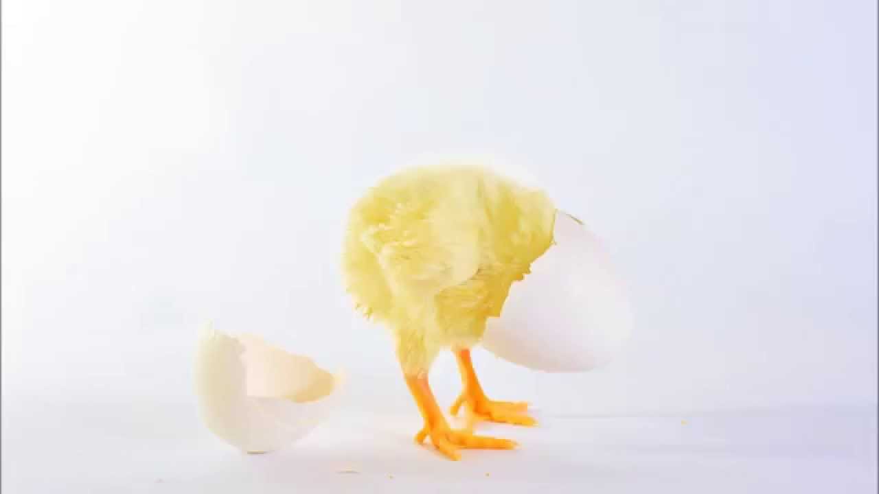 ムソルグスキー: 組曲｢展覧会の絵｣：卵の殻をつけたひなどりの踊り