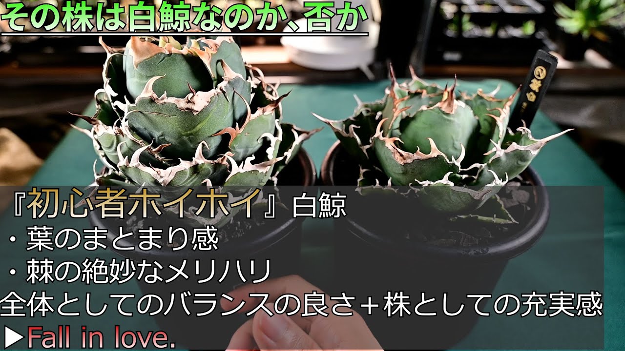 How to tell if it's a white whale or not: Agave titanota [#Named