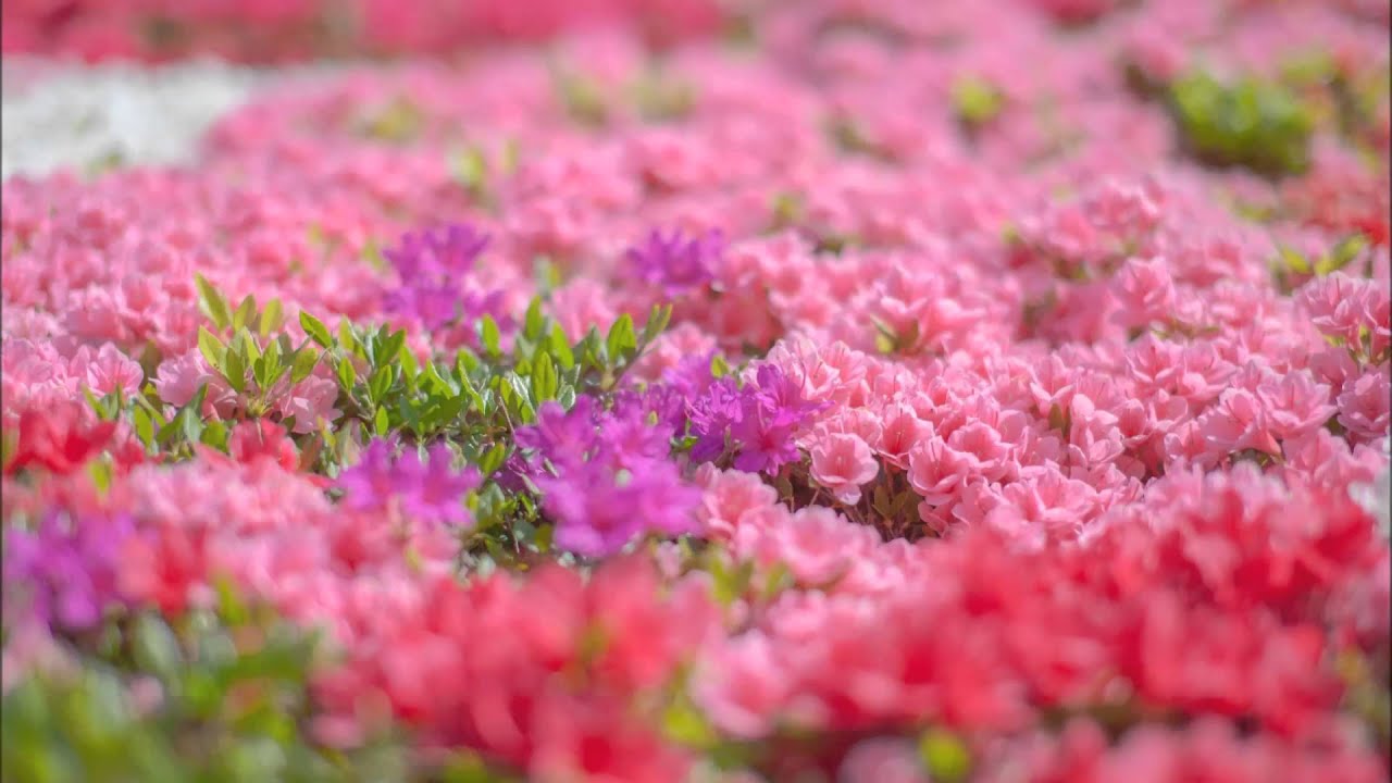 maxresdefault.jpg?sqp=-