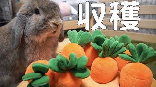 にんじん収穫を覚えたうさぎさんの勢いが止まりません【ホーラン