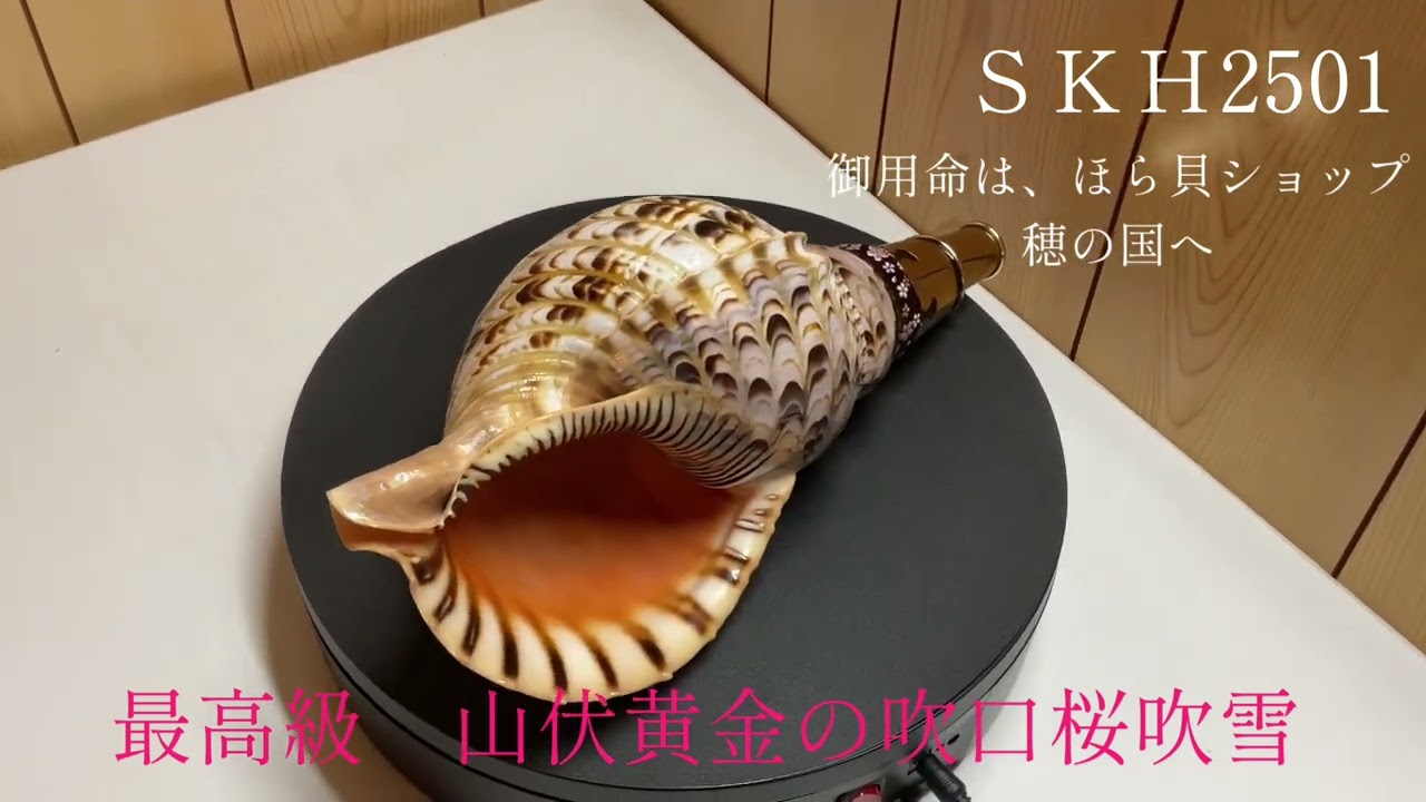 最高級 山伏修験法螺貝 黄金の吹口 桜吹雪 - 穂の国