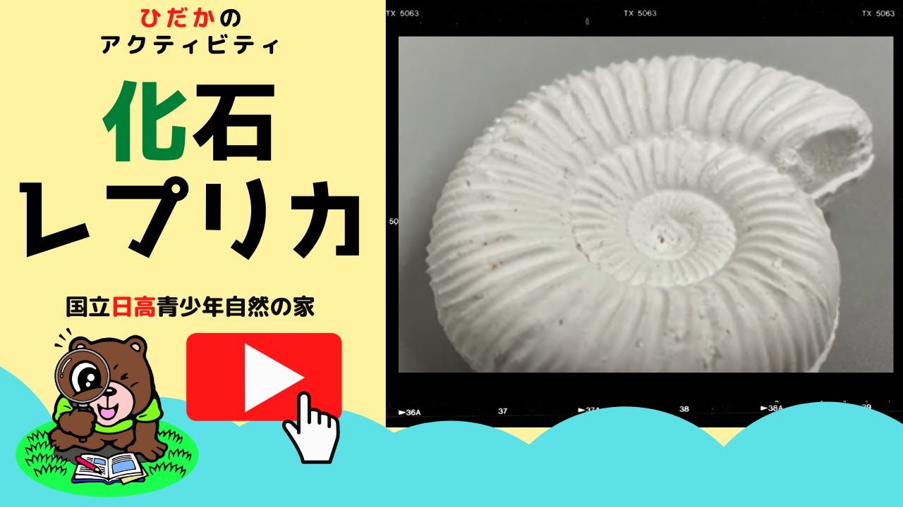 化石レプリカ – 国立日高青少年自然の家