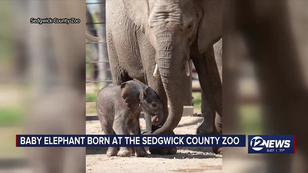 First-ever baby elephant born at the Sedgwick County Zoo - YouTube