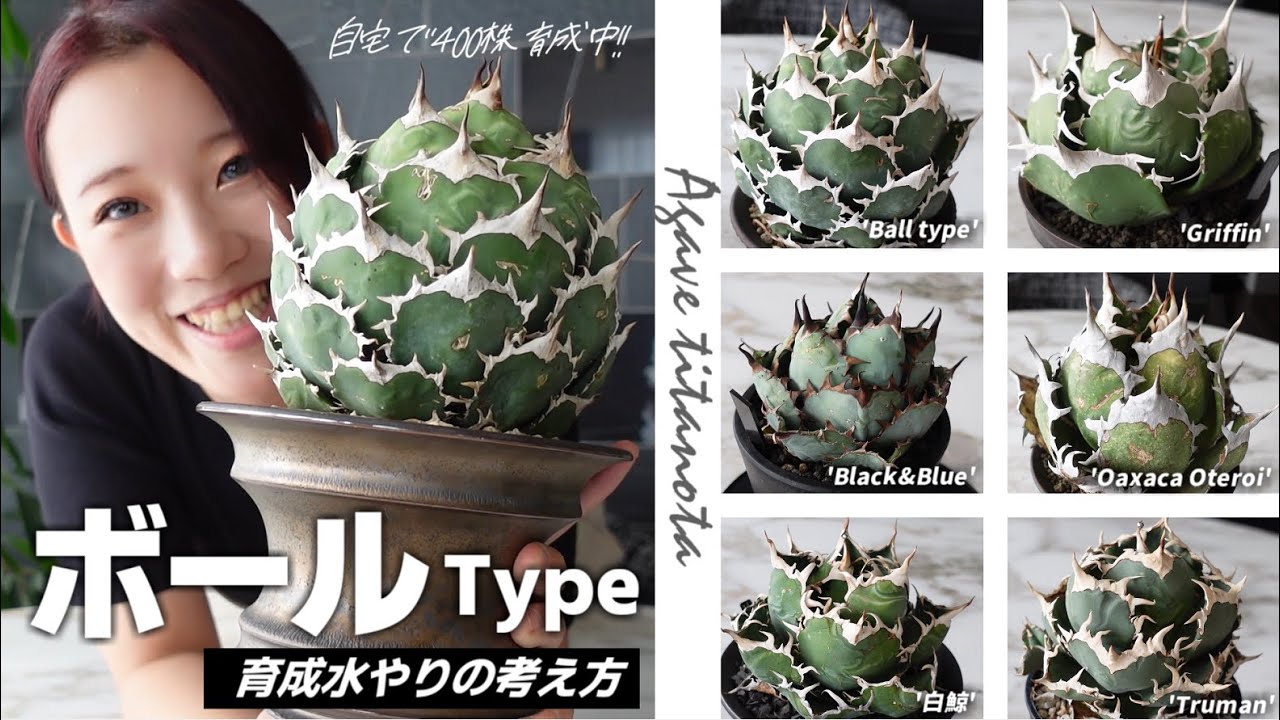 Make your agave round!!] Introducing a ball-shaped agave at home