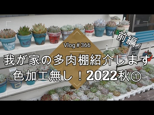 Vlog366] [Succulents] Introducing my succulent shelf 💙 No color