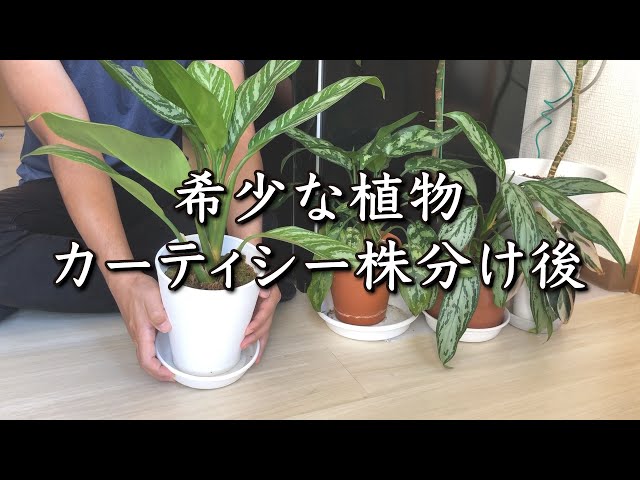 失敗したら全滅】観葉植物アグラオネマカーティシーを株分けしてみて