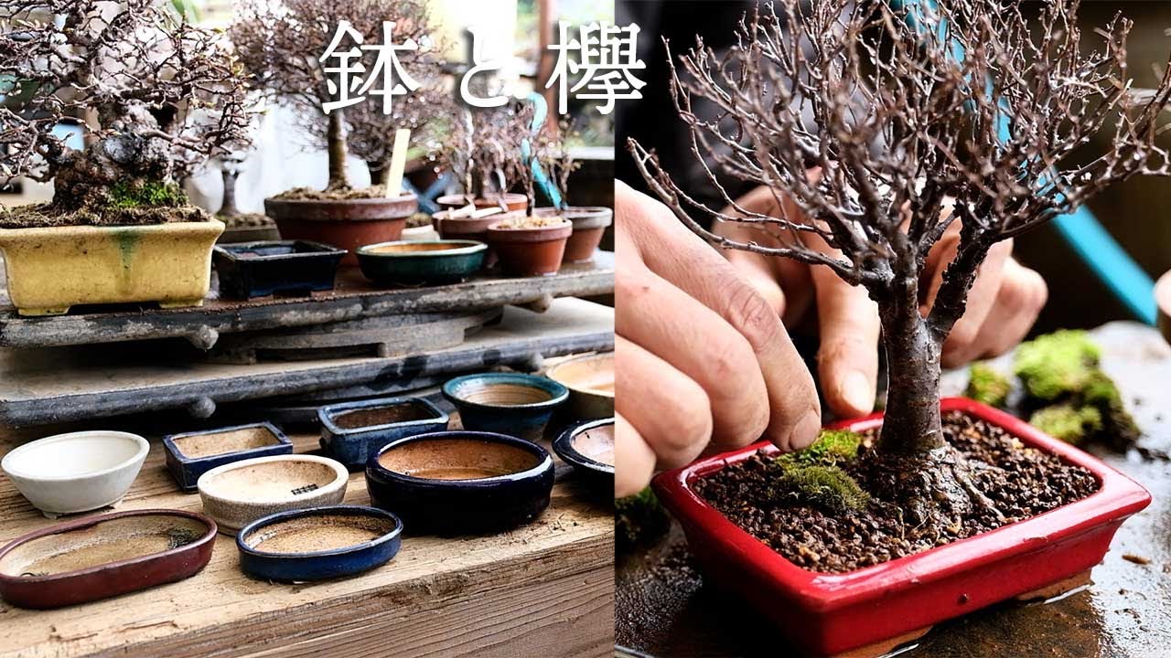 Keyaki] Zelkova pot selection and replanting [Bonsai Q] - YouTube
