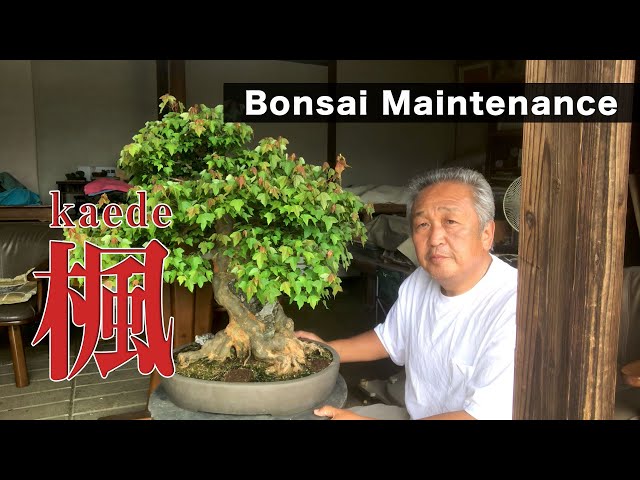 北盆】〜盆栽の手入れ〜 楓（カエデ） - YouTube
