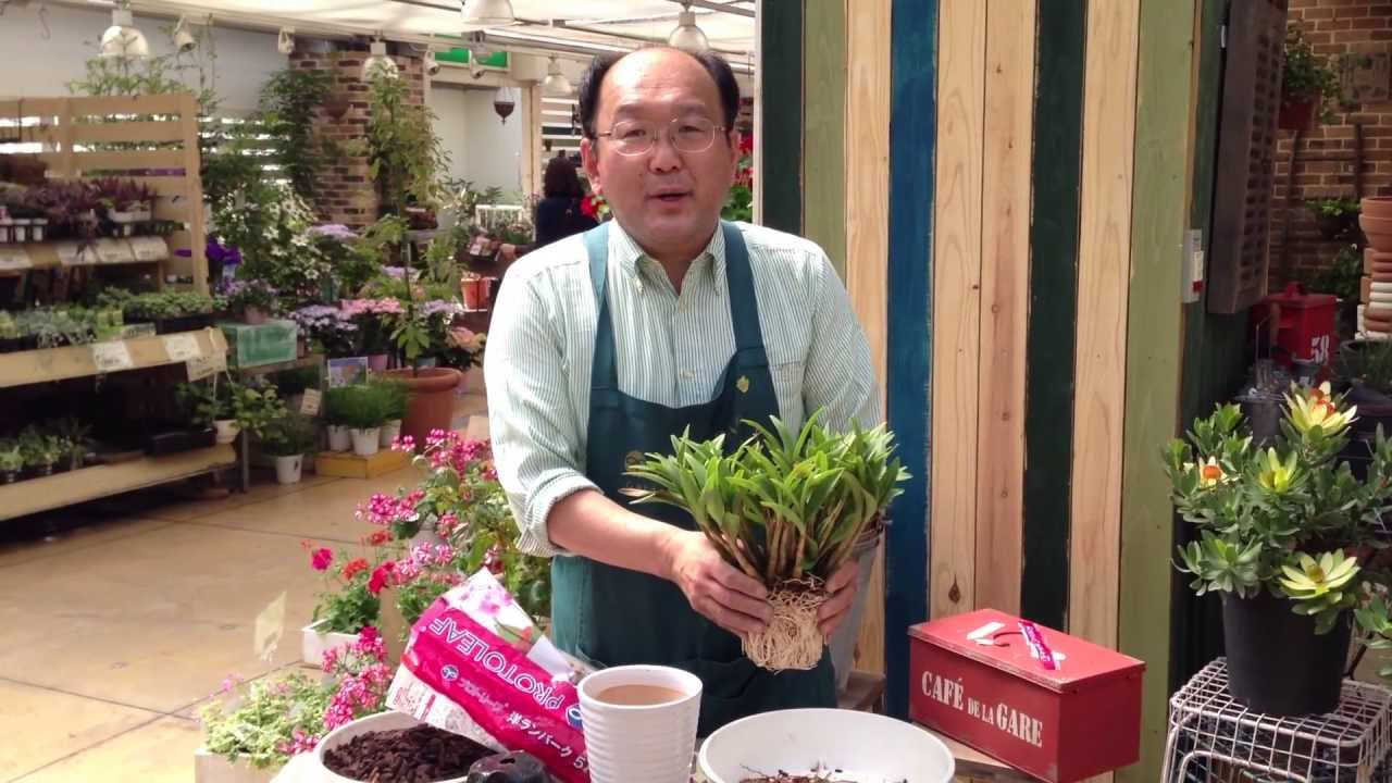 デンドロビウムの株分け・植え替え その1 - YouTube
