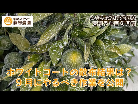 Mandarin orange growth observation September 2025 - YouTube