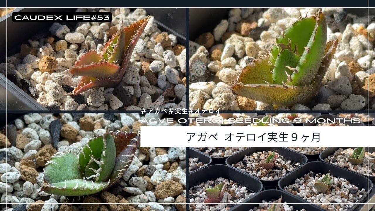 アガベ オテロイ】実生オテロイのポテンシャルがすごい!!今回の種子の