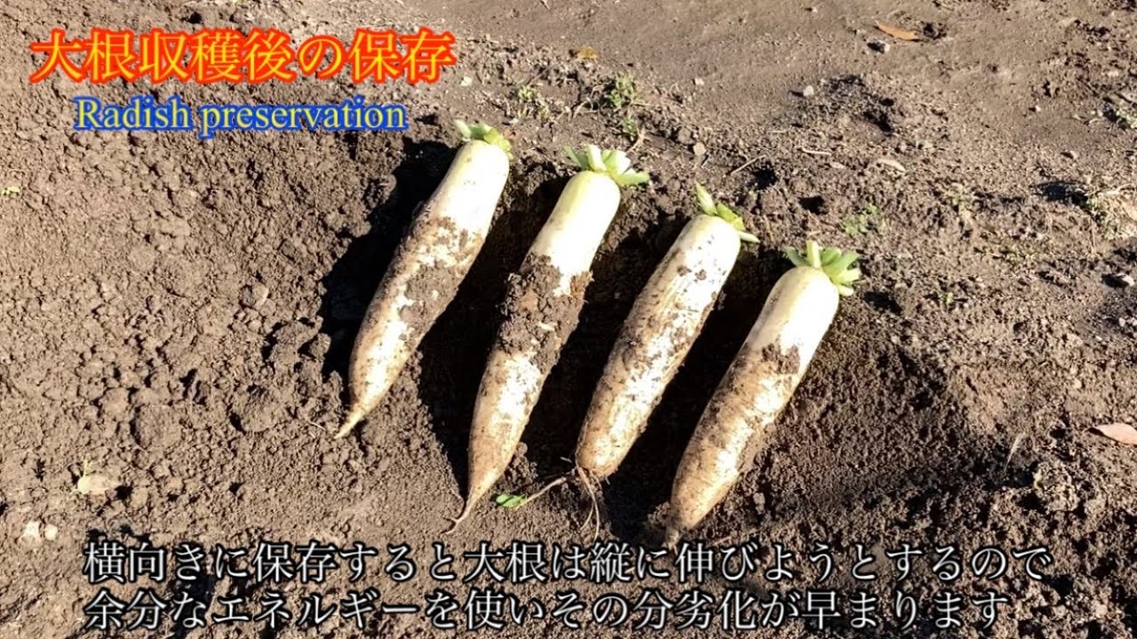 大根】収穫後の長期保存方法 Radish preservation method - YouTube