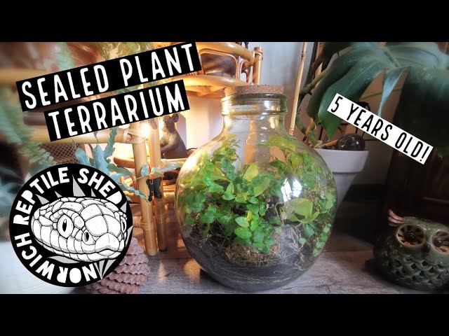 Opening A Sealed Bottle Terrarium After 5 Years! - YouTube