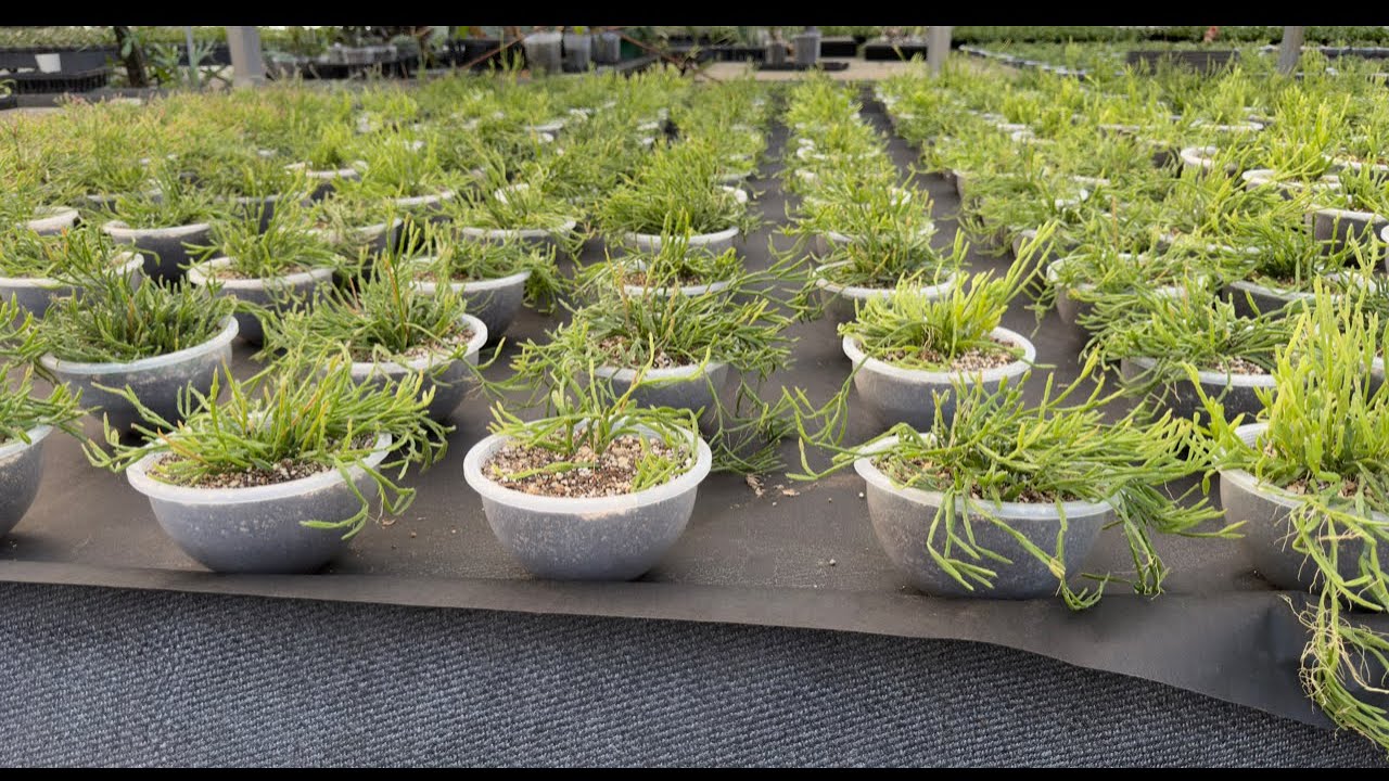 万年青の柄】【砂子柄とは？】砂子代表品種と育て方 楊貴妃、白鶴、瑞