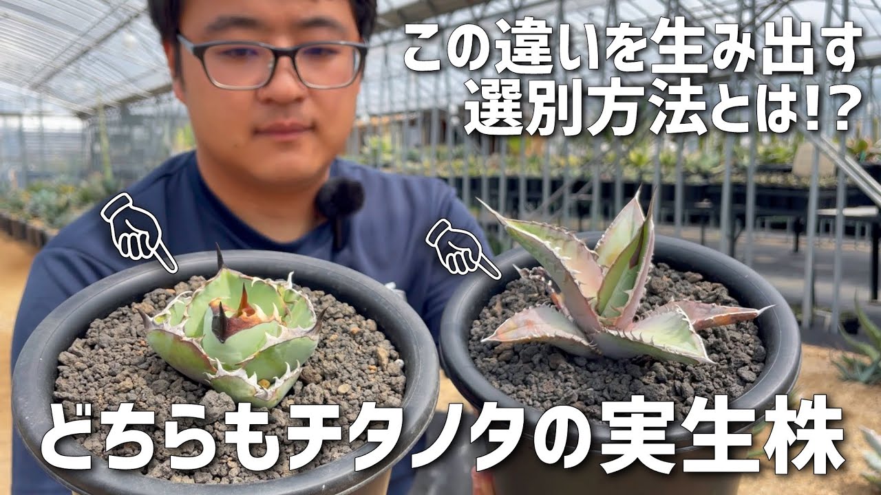 アガベ】良い実生株を見極める時のポイントや考え方について!! - YouTube