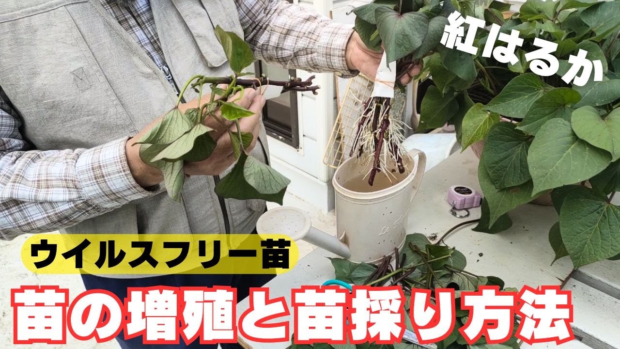 How to purchase virus-free sweet potato seedlings and grow them