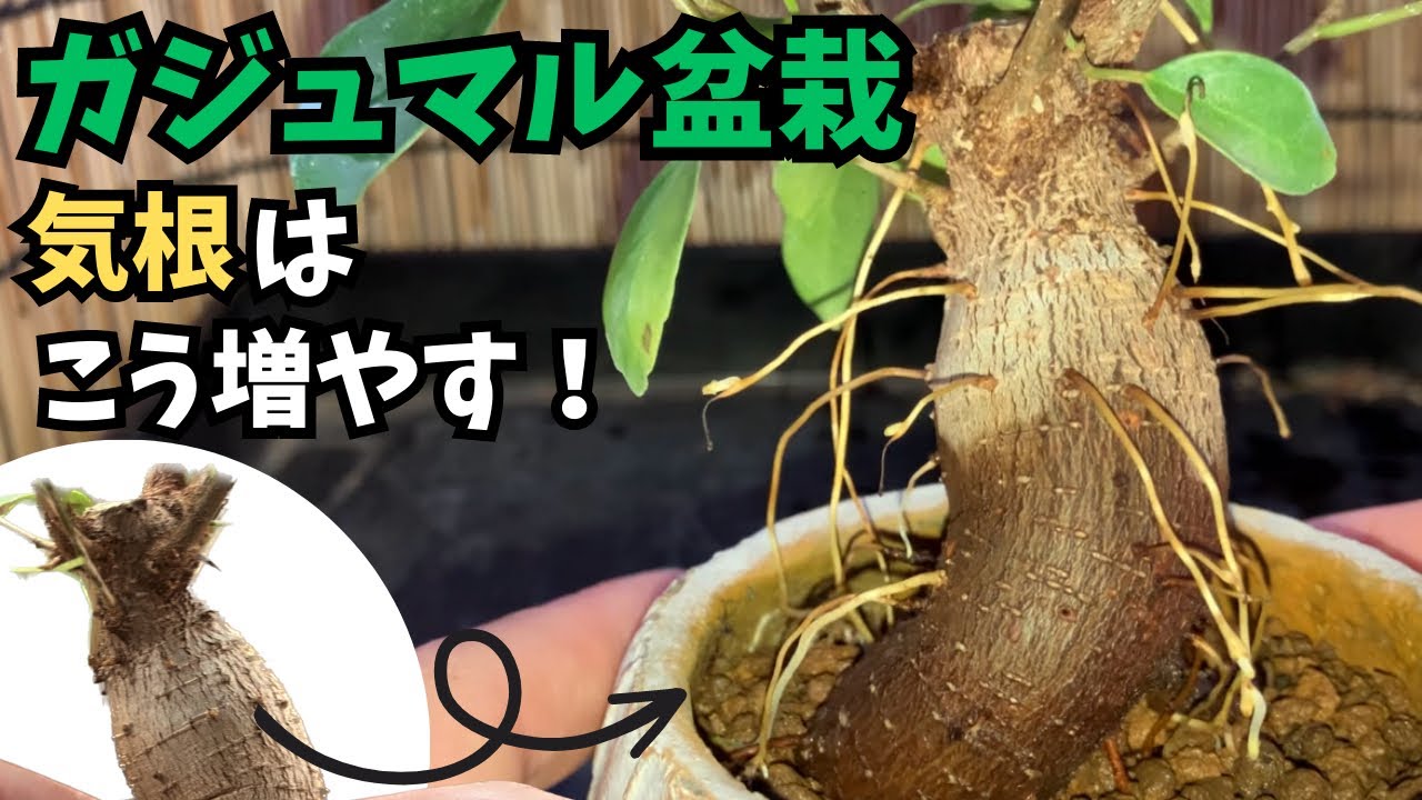 ガジュマル】気根増やしたい方必見！1週間で30本以上気根を出す方法