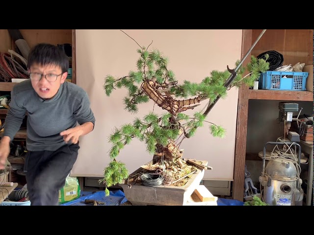 盆栽 五葉松 太い幹曲げ② - YouTube