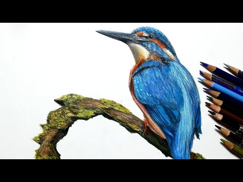 色鉛筆でカワセミを描いてみた リアルな絵 Realistic colored pencil