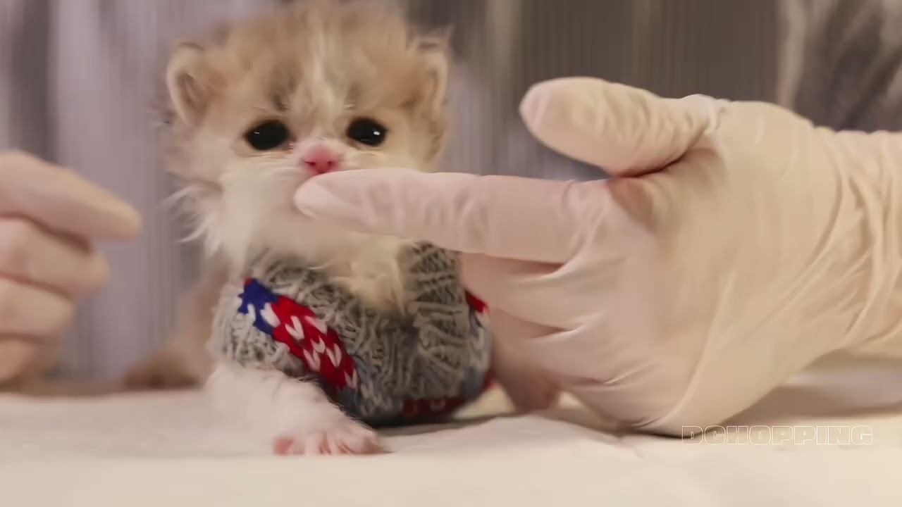 🍼子猫のミルクタイム - YouTube