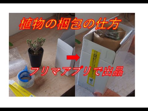 鉢物の 植物の梱包の仕方 メルカリ ラクマの 植物梱包方法 - YouTube