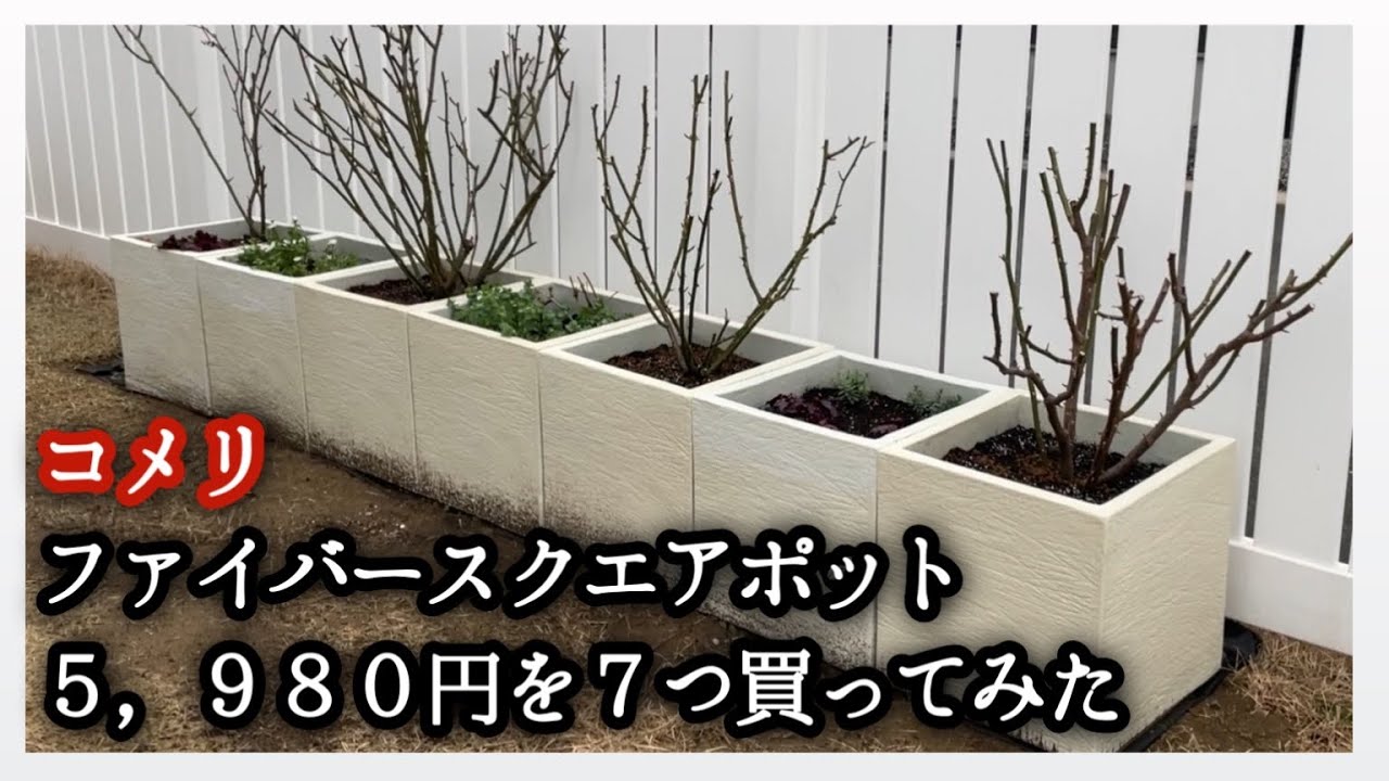 Planting roses in large square pots from Komeri - YouTube