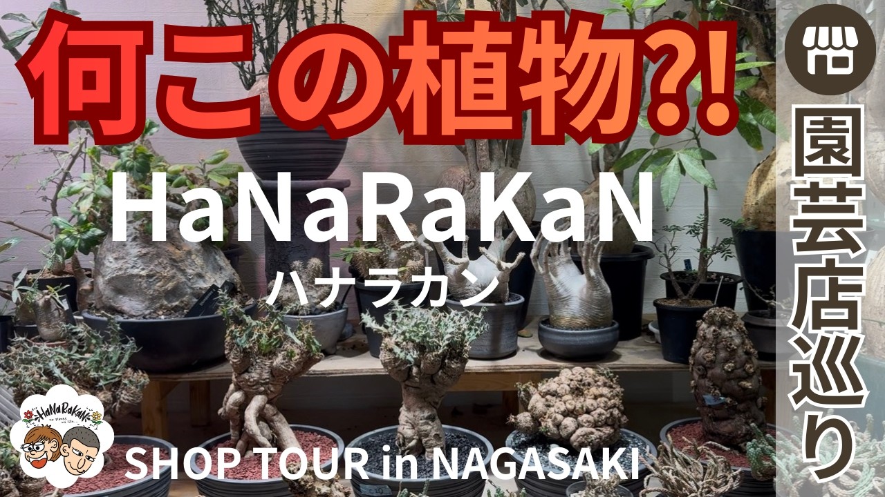 作家鉢】株の魅力を最高に。愛用の作家鉢ご紹介｜芽の巣山｜グラキリス