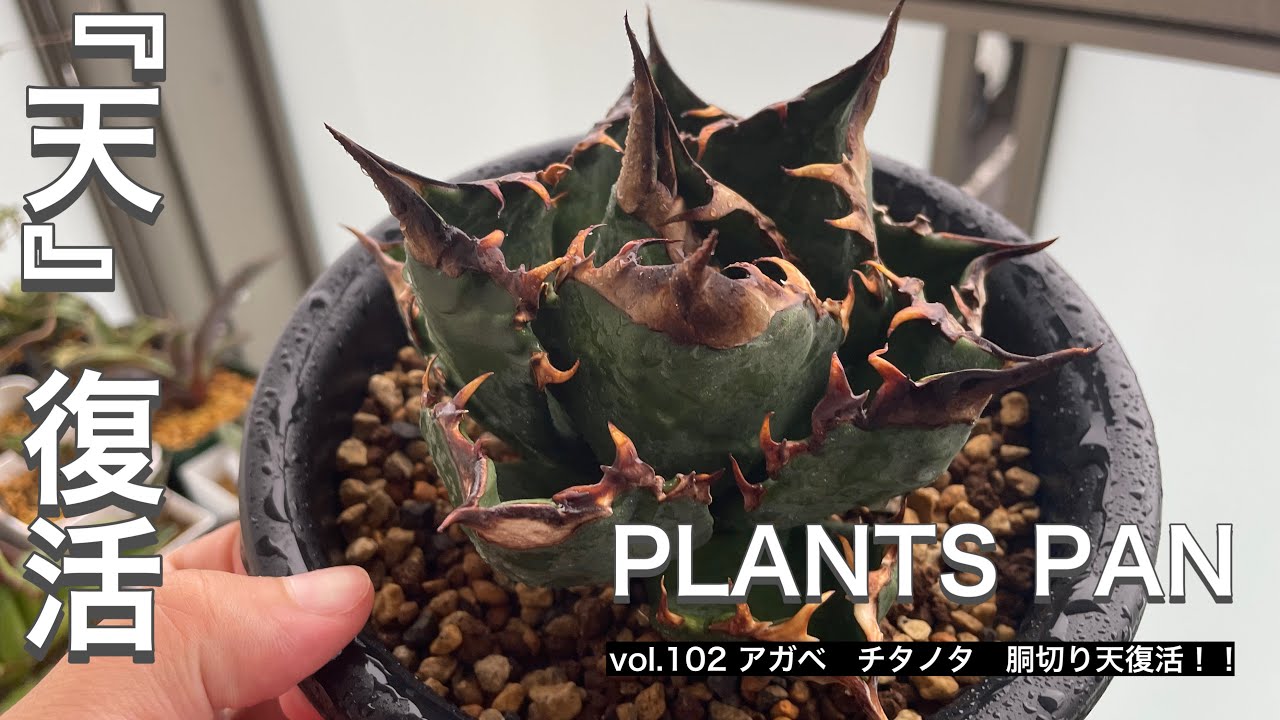 vol.102 アガベ チタノタ 胴切り『天』復活！！！ - YouTube