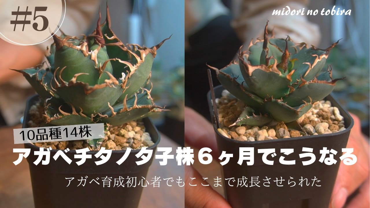 アガベチタノタ子株成長記録⑤6ヶ月後｜初心者でもここまで大きく育て