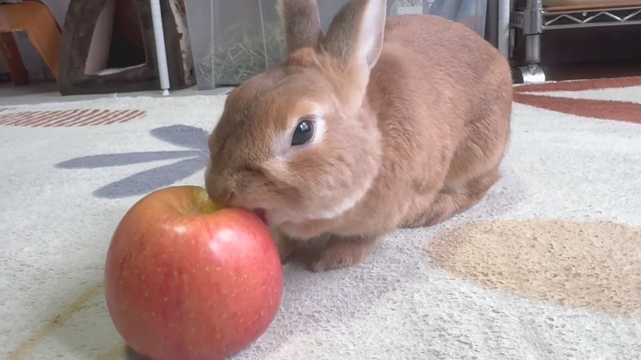 Rabbit seriously tries to eat the whole apple → Unfortunately, it