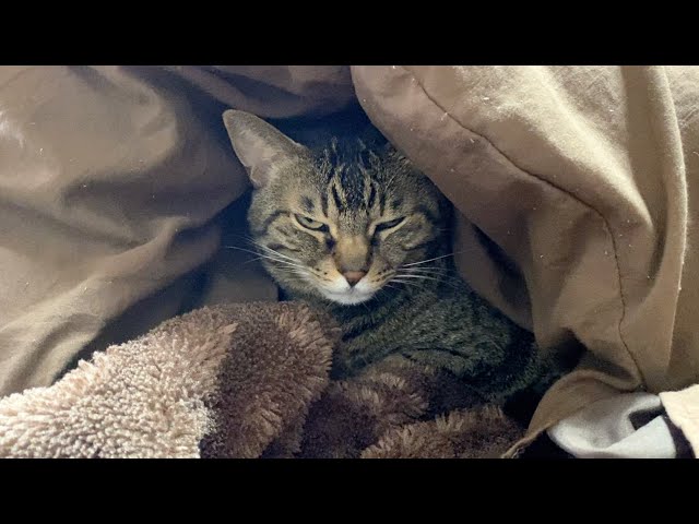 A ferocious cat glaring at its owner with killer instincts in its