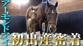 アロンズロッド】【初公開】名牝アーモンドアイ、母になる。初出産に