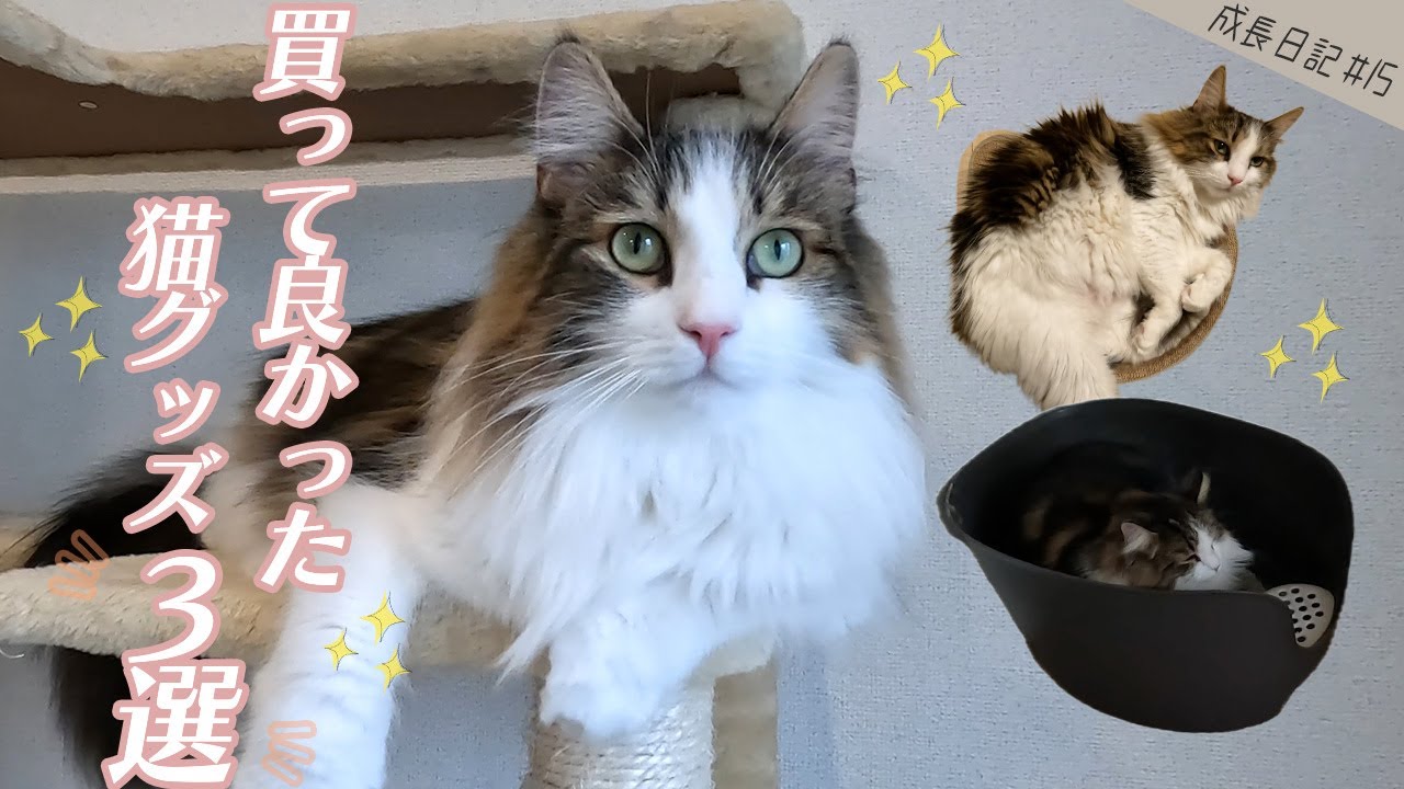 お気に入り&便利グッズ】買ってよかった猫グッズ3選🐱✨ - YouTube