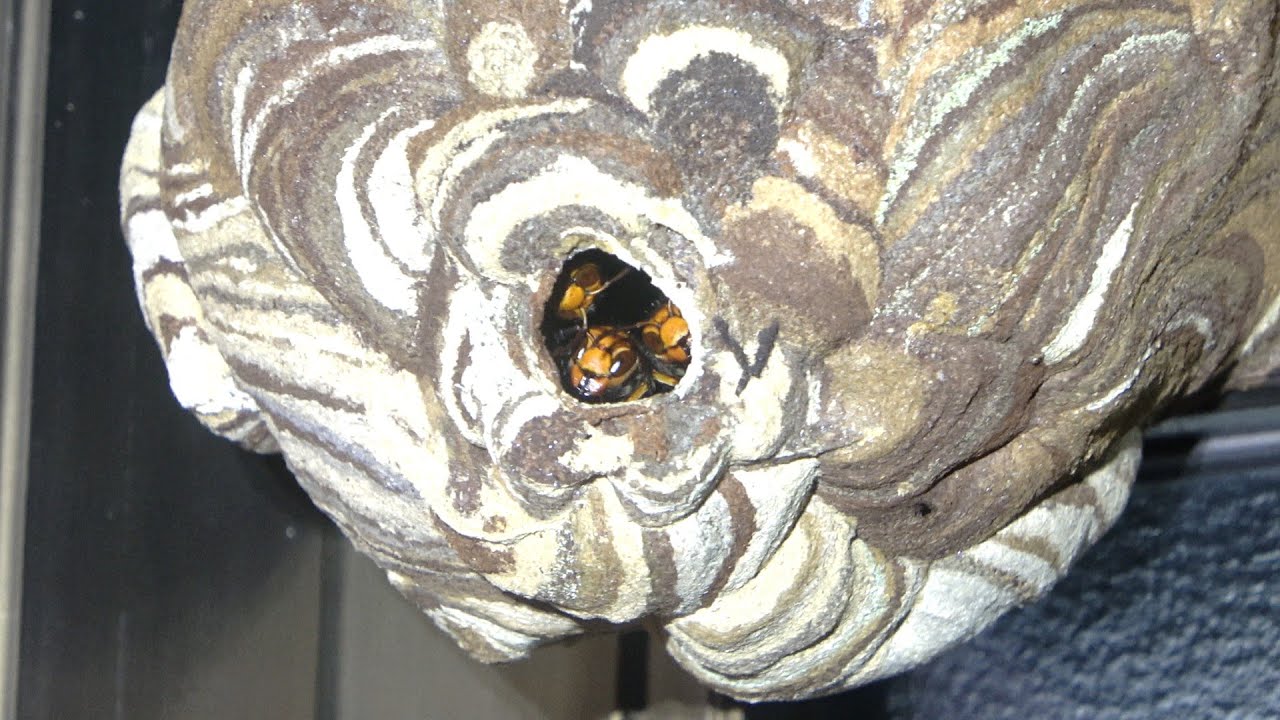 The fate of the hornets found by the demon - YouTube
