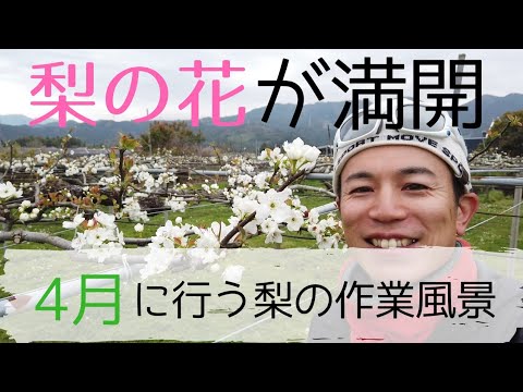 農家の仕事、梨の摘花、摘蕾作業。きれいな梨の花の様子。植物の生きる