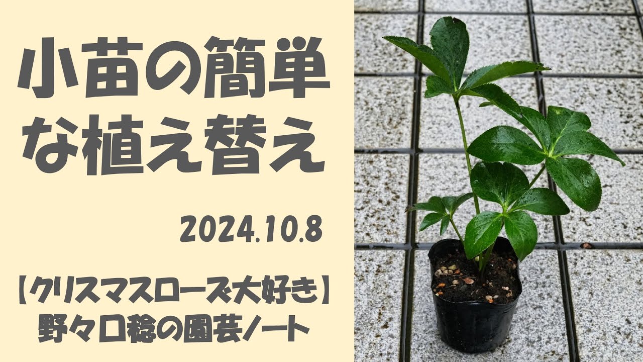 2024.10.8 小苗の簡単な植え替え - YouTube