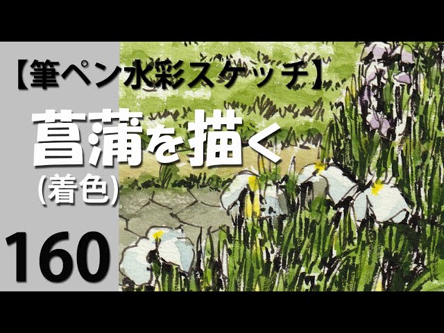 160筆ペン水彩スケッチ 菖蒲を描く(着色) - YouTube