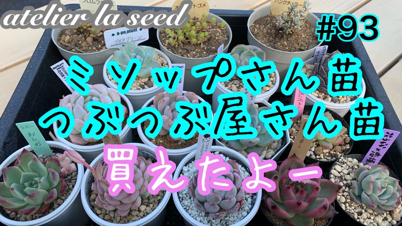 ミソップさん苗とつぶつぶ屋さんのエケ購入できました〜#93 - YouTube